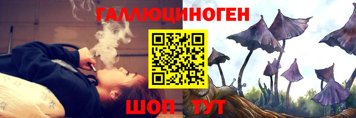 Галлюциногенные грибы Psilocybe Новокубанск